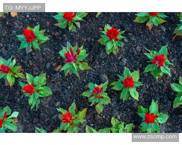 杨丽专访:探寻乒乓球背后的成功秘诀与奋斗历程 杨丽专访:探寻乒乓球背后的成功秘诀与奋斗历程